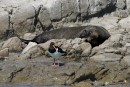 Fur Seal- New Zealand