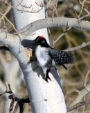 Winter Woodpecker 1