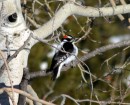 Winter Woodpecker 2